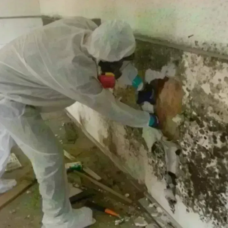 Mold Remediation and Removal in Spring Ridge, PA